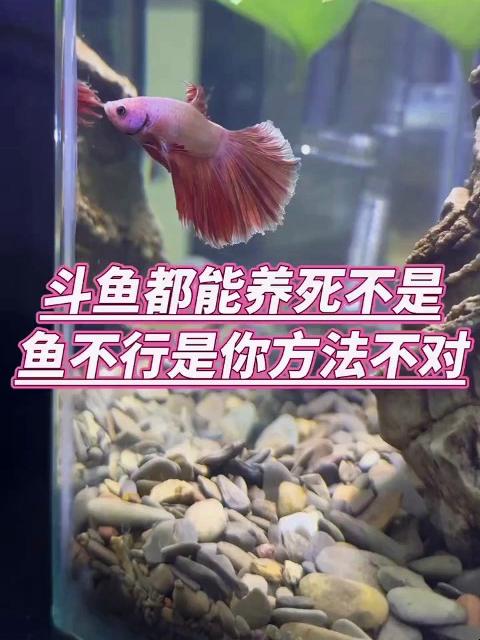 斗鱼都能养死,不是鱼不行,那是你方法不对