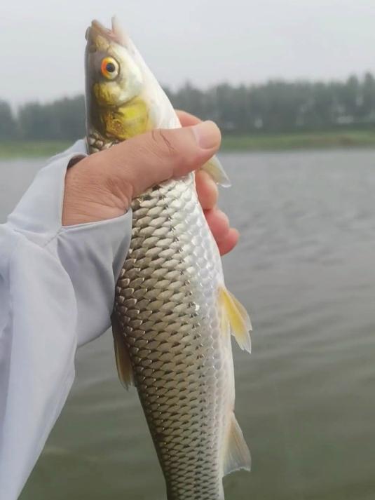 嘉祥洙赵新河3。5小时鱼获