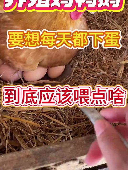 养殖鸡鸭鹅