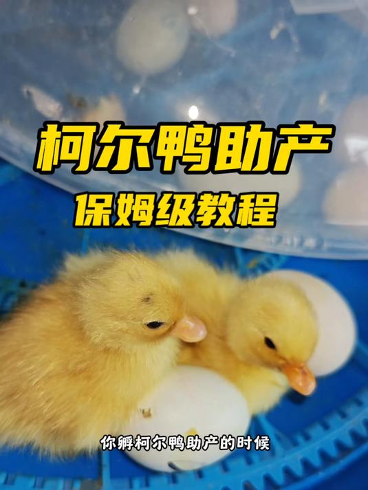 柯尔鸭怎么助产？保姆级教程送给你们！#人工孵化#