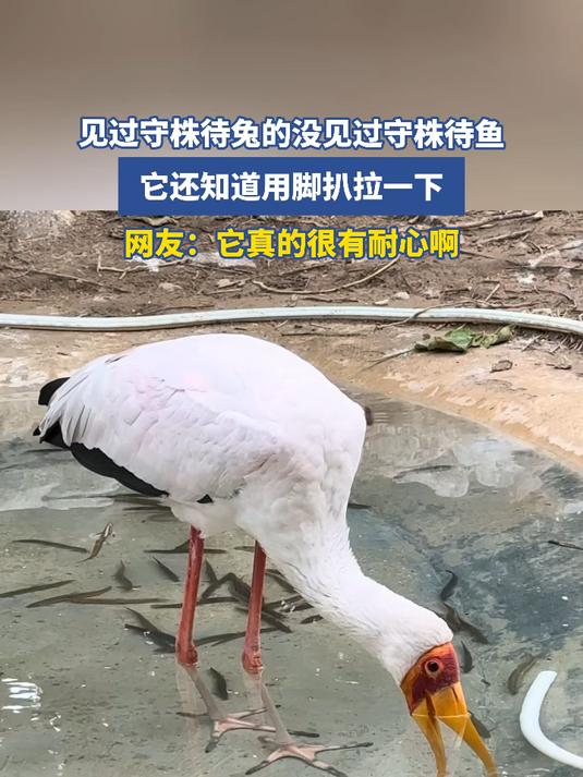 见过守株待兔的没见过守株待鱼,它还知道用脚扒拉一下