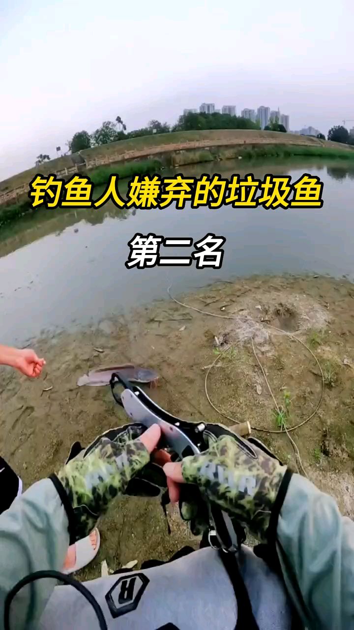 被人嫌弃的五大垃圾鱼