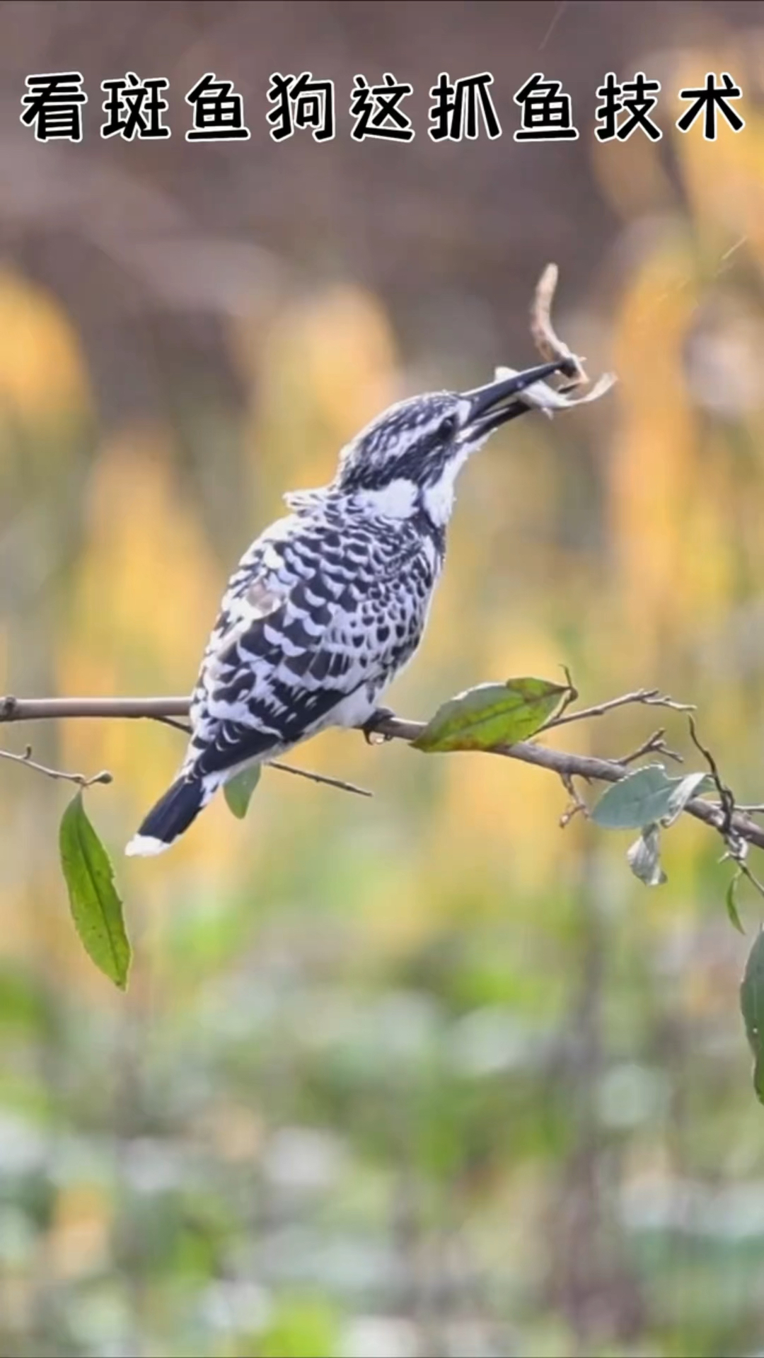 斑鱼狗抓鸟名场面