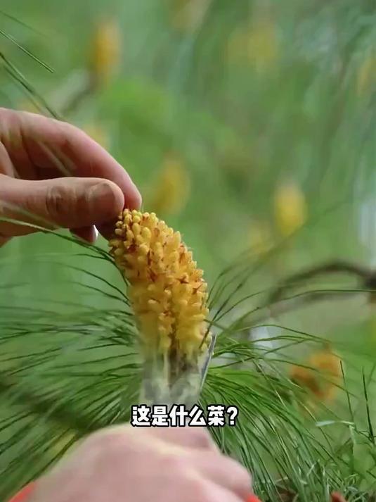 这是什么菜