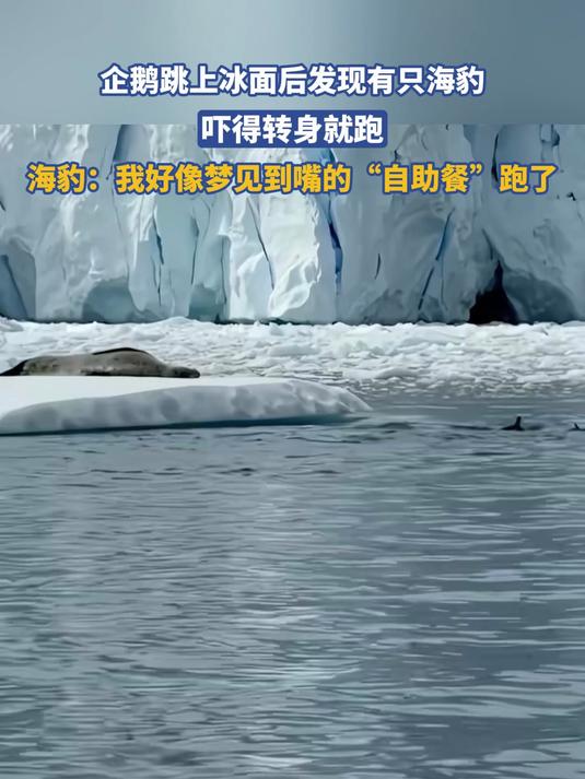 企鹅跳上冰面后发现有只海豹,吓得转身就跑
