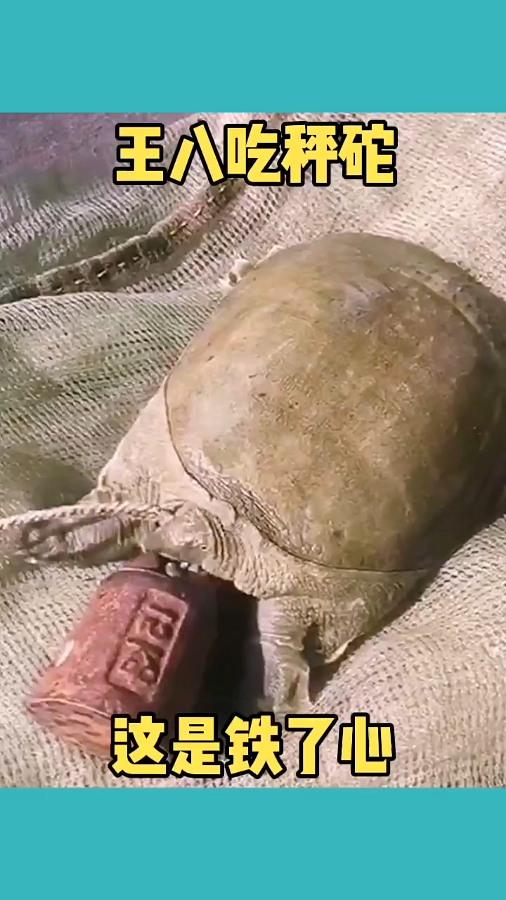 王八吃秤砣,这是铁了心啊!