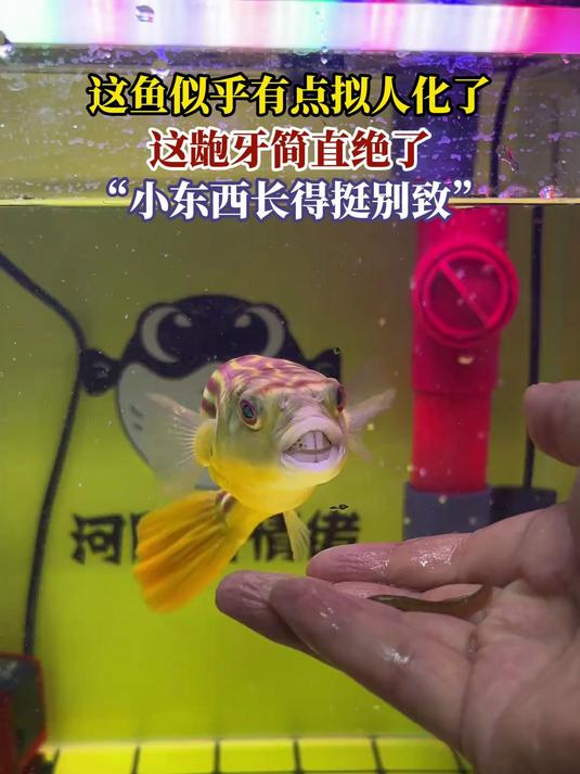 这鱼似乎有点拟人化了,这龅牙简直绝了,“小东西长得挺别致”