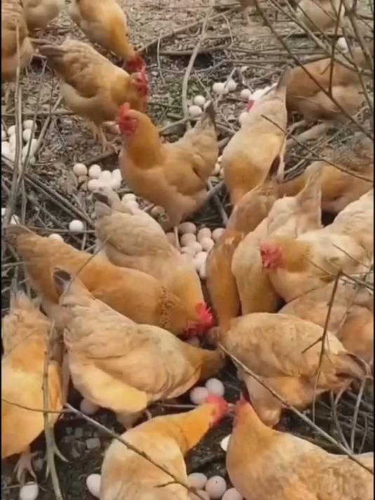 农家散养土鸡蛋