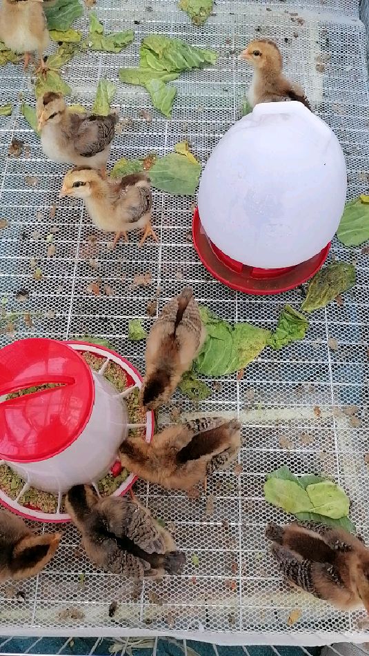 第一次养小鸡,不知有几只公鸡几只母鸡?