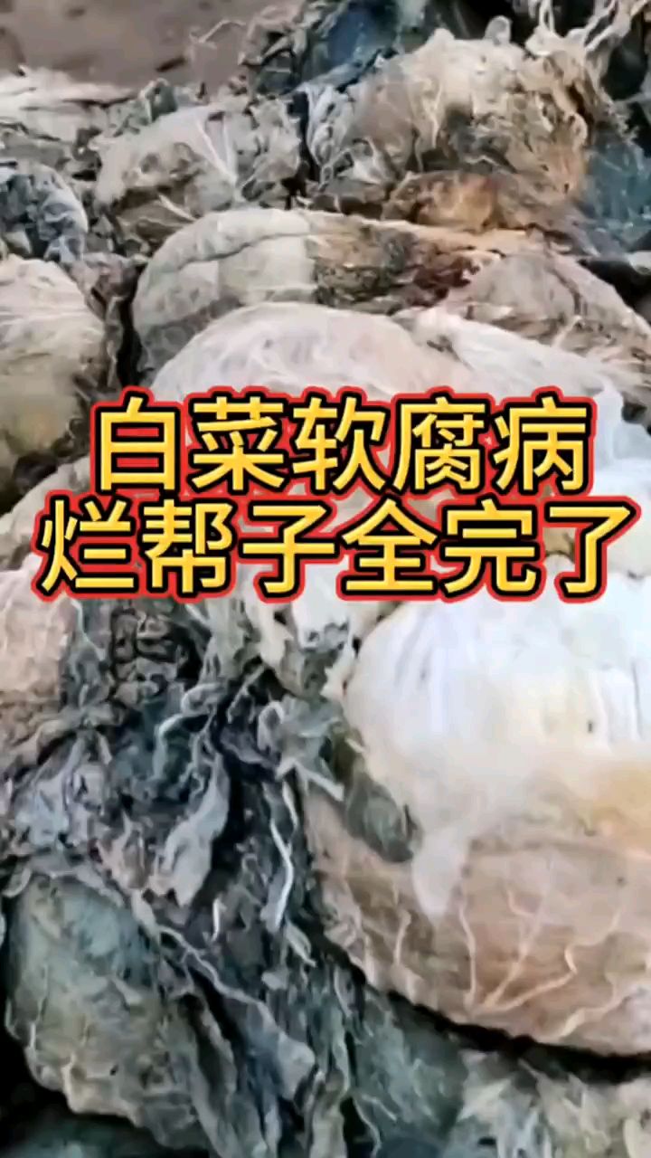 白菜出现软腐病烂帮子就全完了