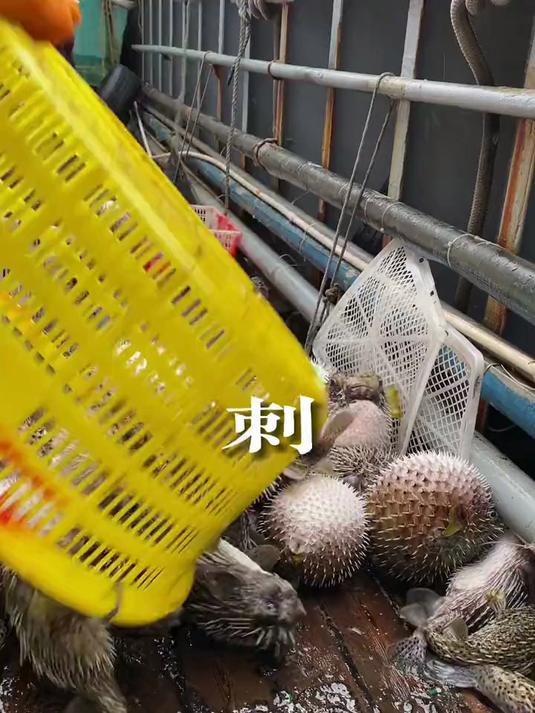 不知道刺龟360根鱼刺的传说,是不是真的