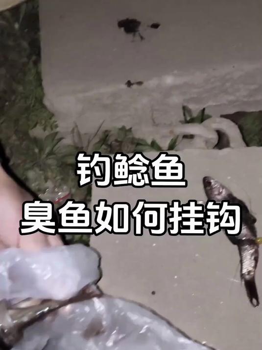臭鱼钓鲶鱼