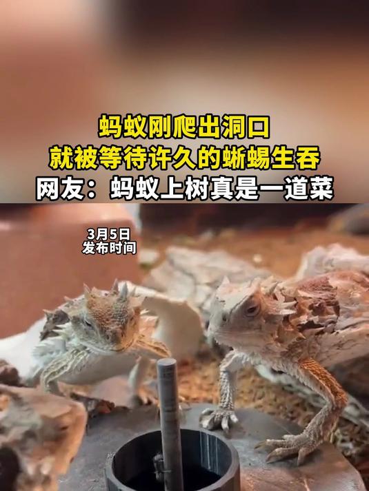 蚂蚁刚爬出洞口,就被等待许久的蜥蜴生吞,网友:蚂蚁上树真是一道菜