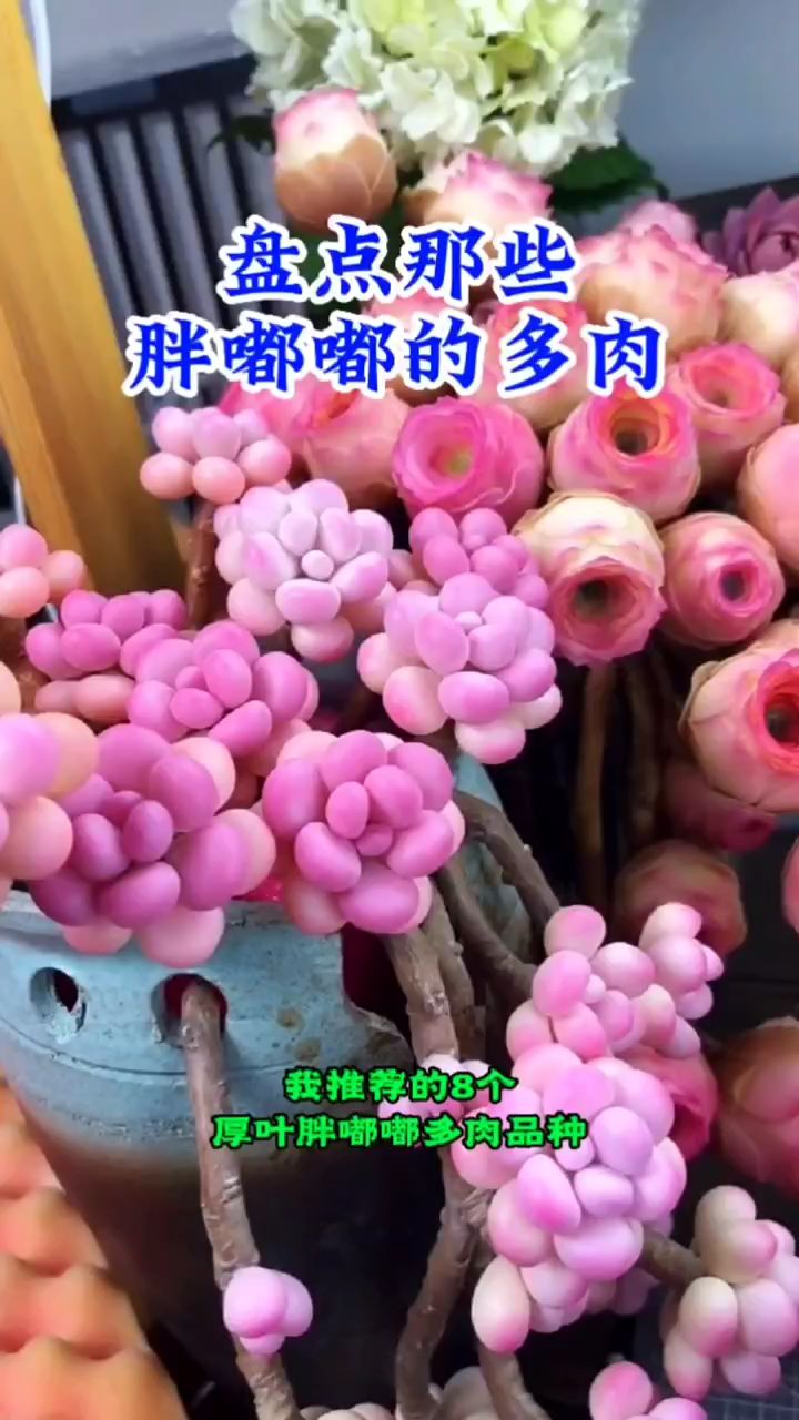 “盘点肉嘟嘟的多肉品种有哪些”