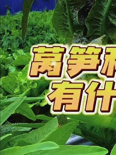 莴笋和油麦菜有什么区别？