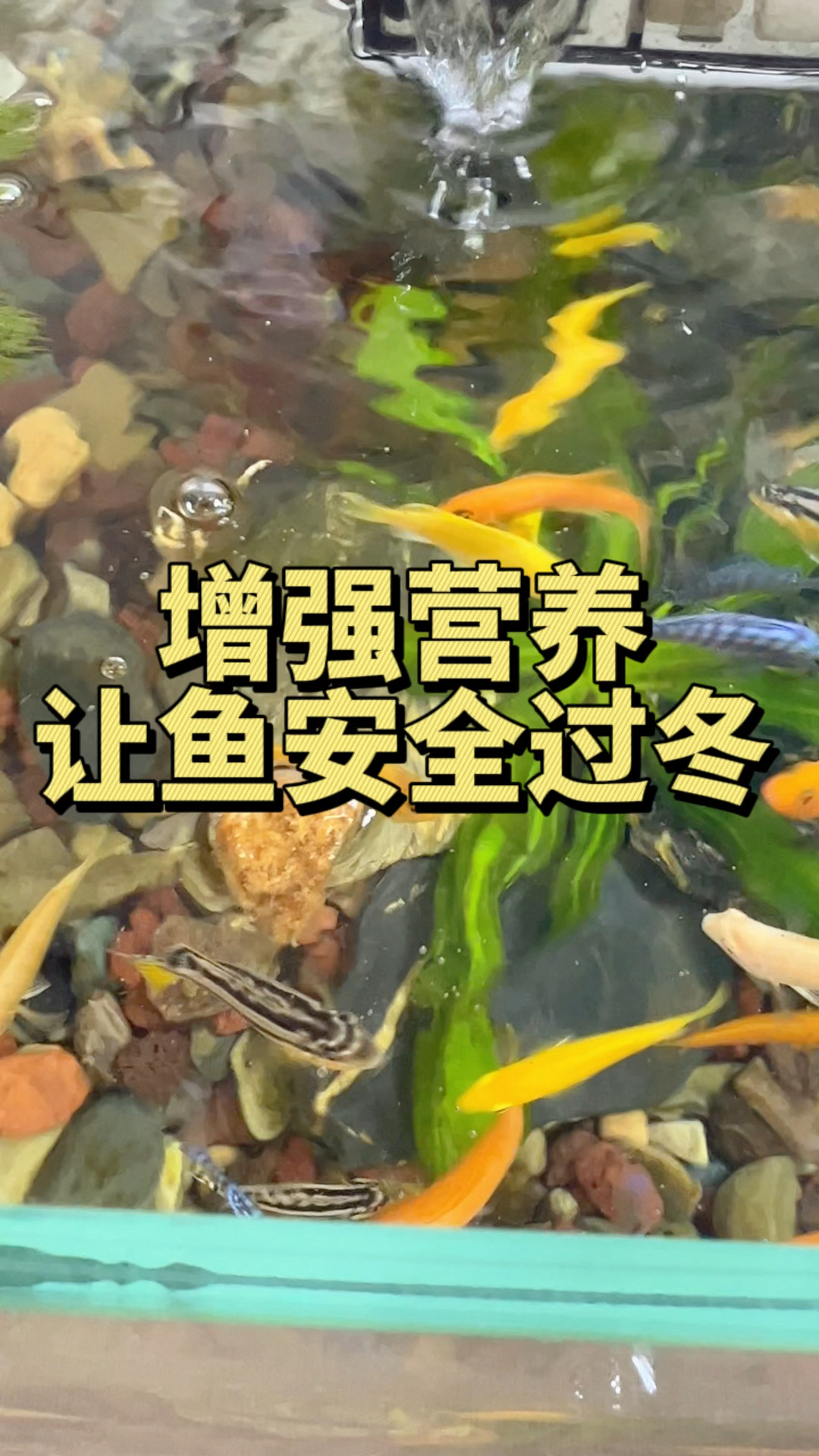 冬季到了要喂点素食,让鱼保持活跃和抵抗力,安全过。#水族#丰年虾块#观赏鱼