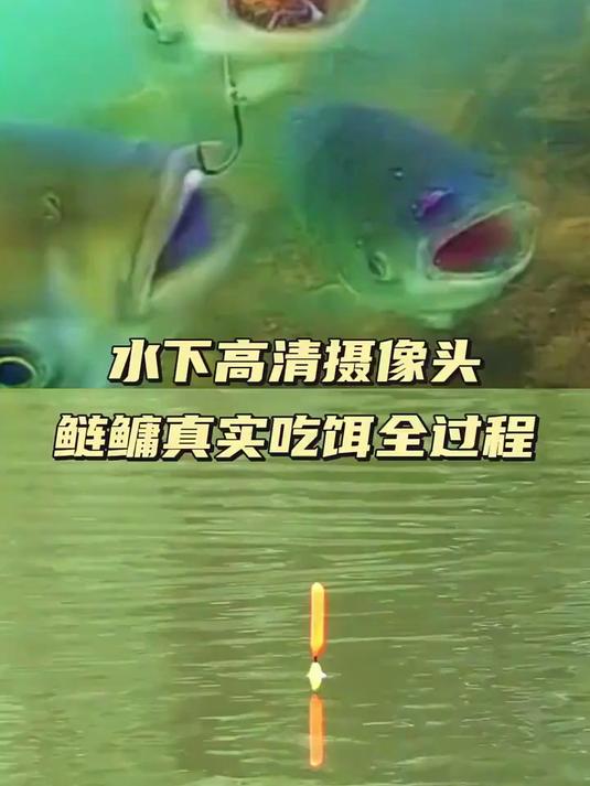 水下高清摄像头，鲢鳙真实吃口全过程！