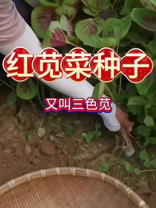 红苋菜种子抗病强,紫红叶富含花青素,凉拌炒菜都美味