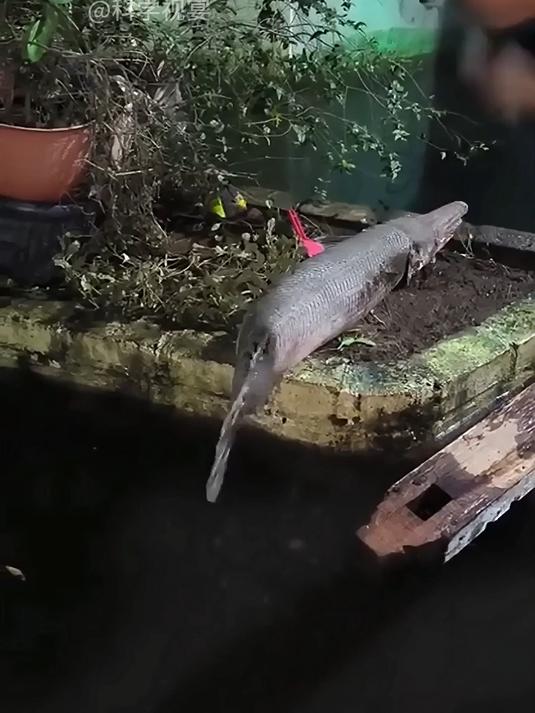 巨骨舌鱼到底有多硬？