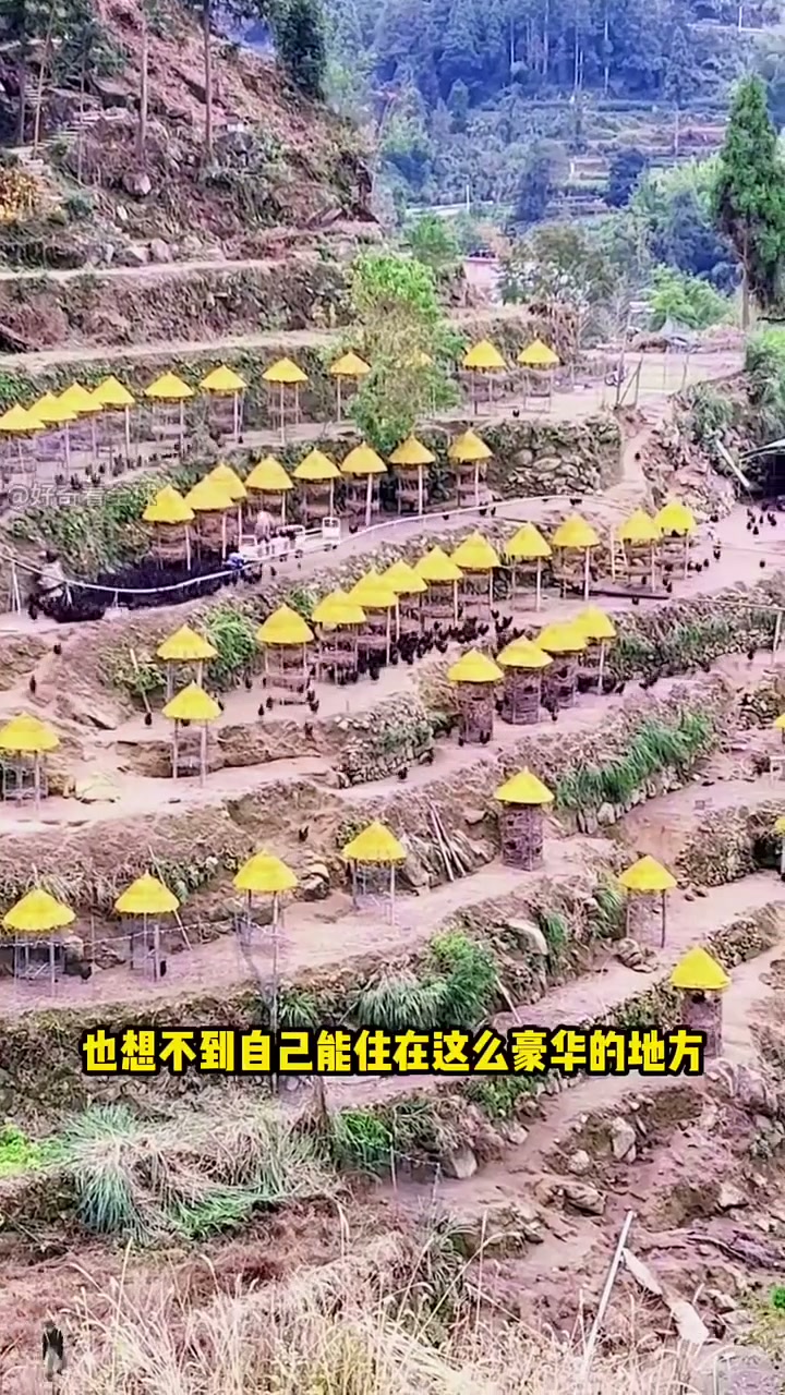 创新型的单轨梯田养鸡场