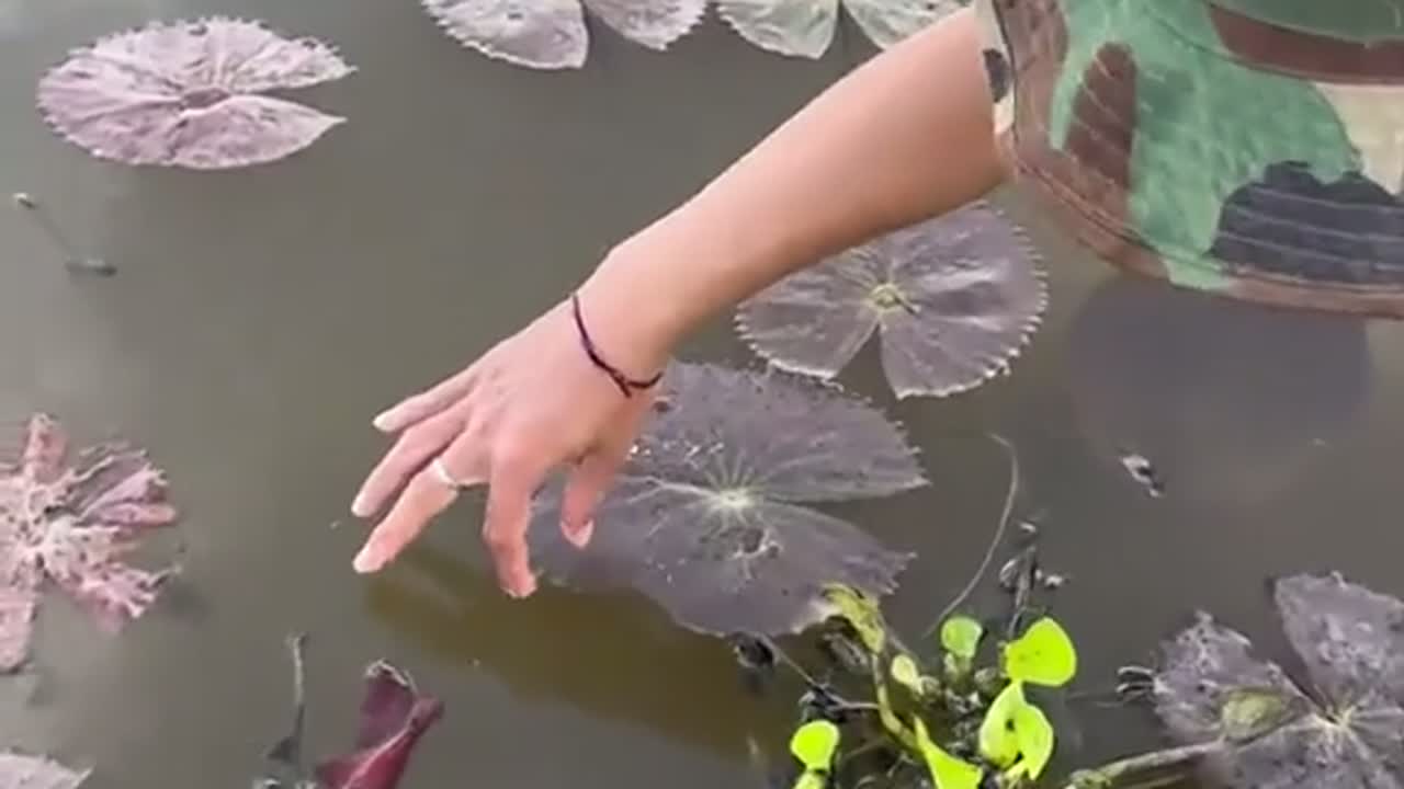 这是全世界最漂亮的暗紫色的长尾鱼真的太好看了在国内一定不便宜