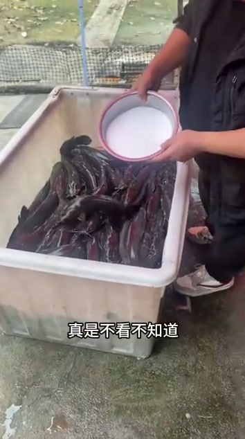 往装满鲶鱼的箱子里撒盐