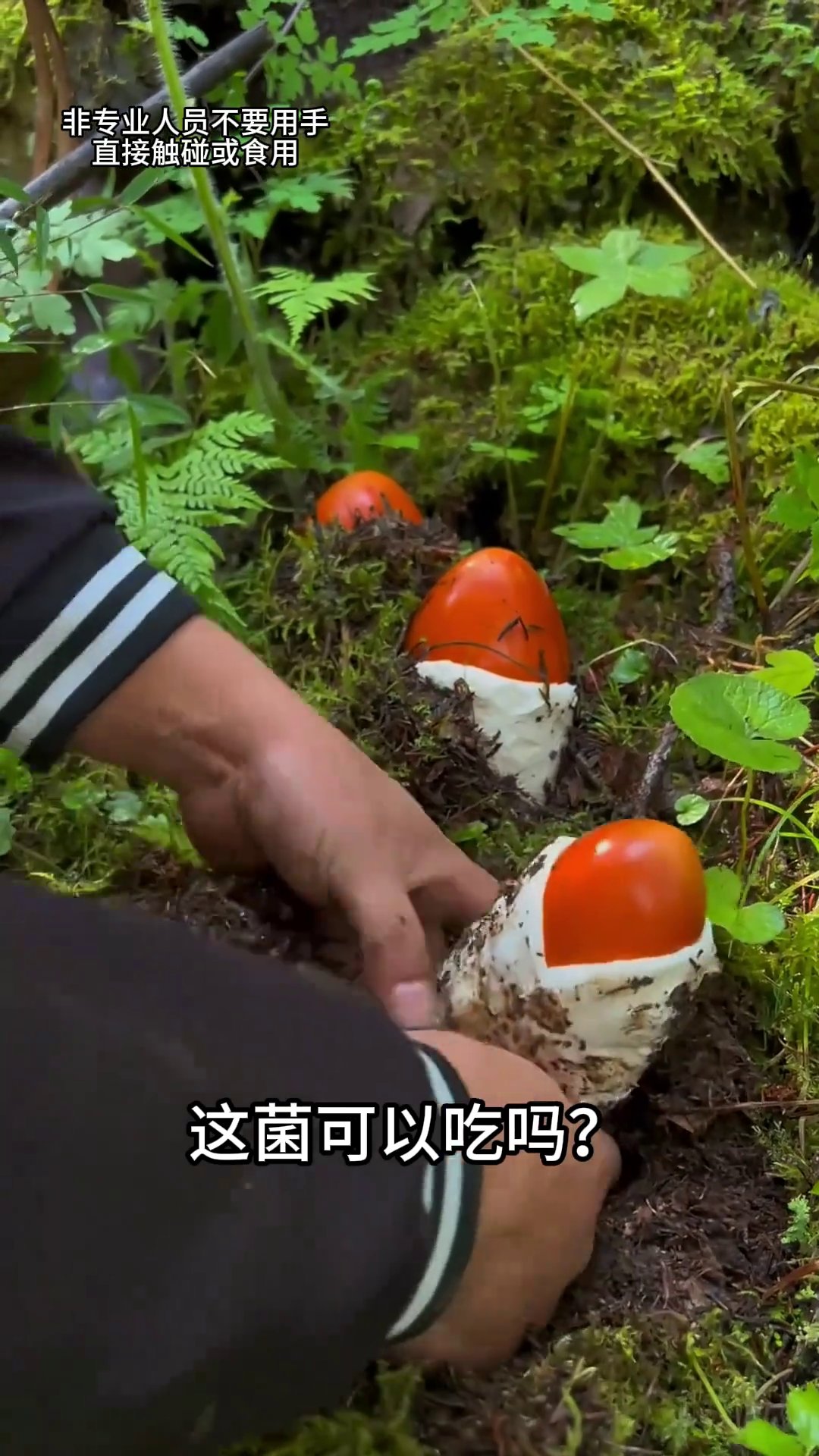 带你认识22种可食用野生“菌”，你都认识几种？