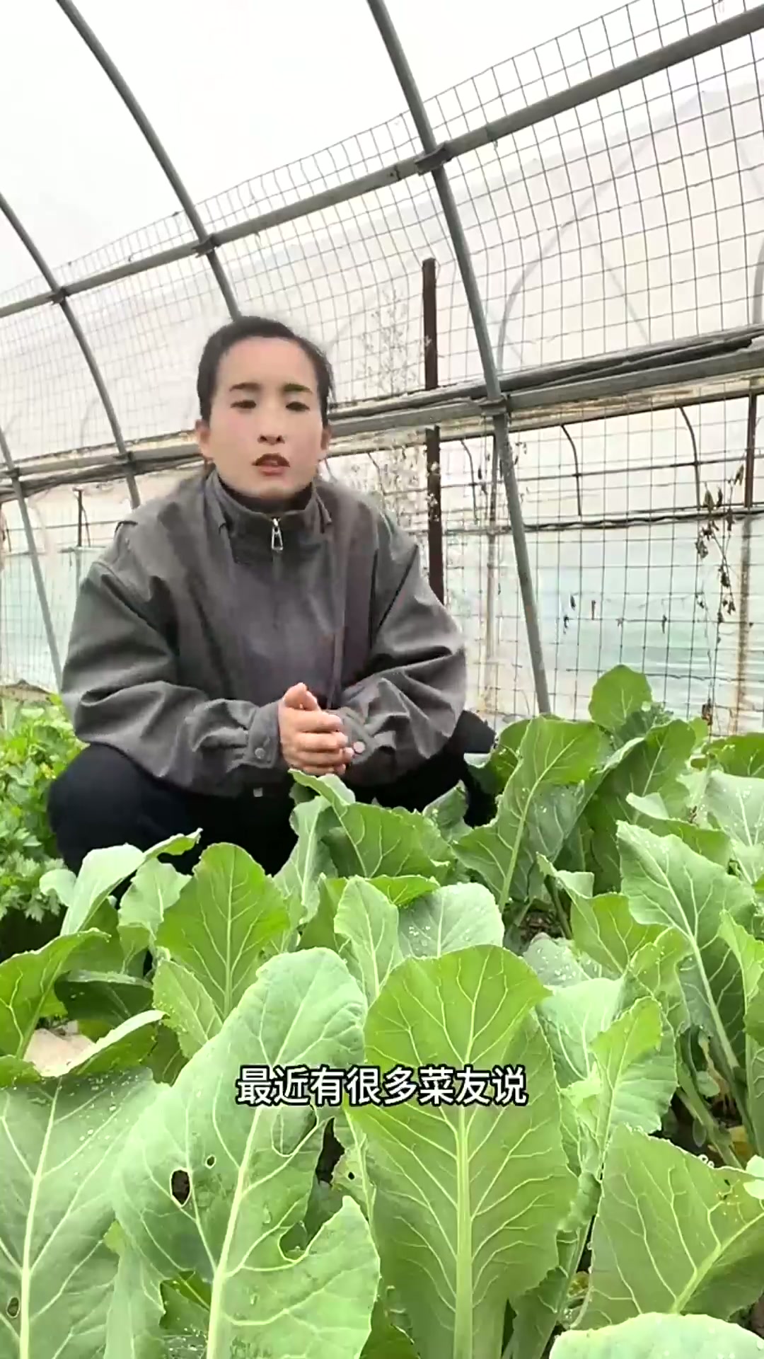花菜为什么光长叶子不结花球?