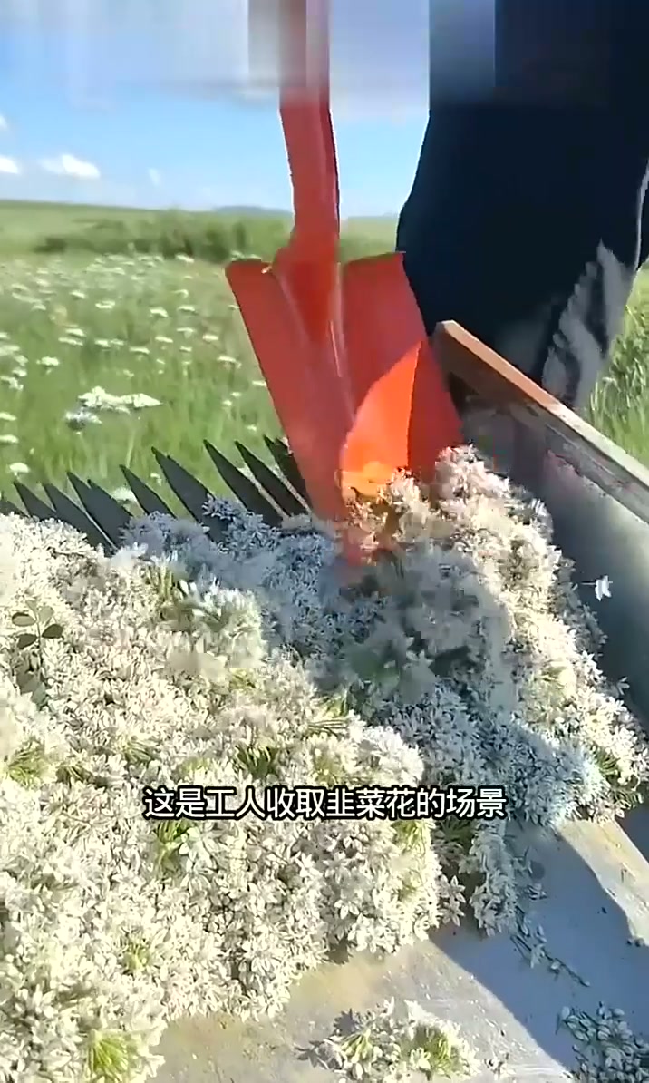 收割韭菜花分享给大家
