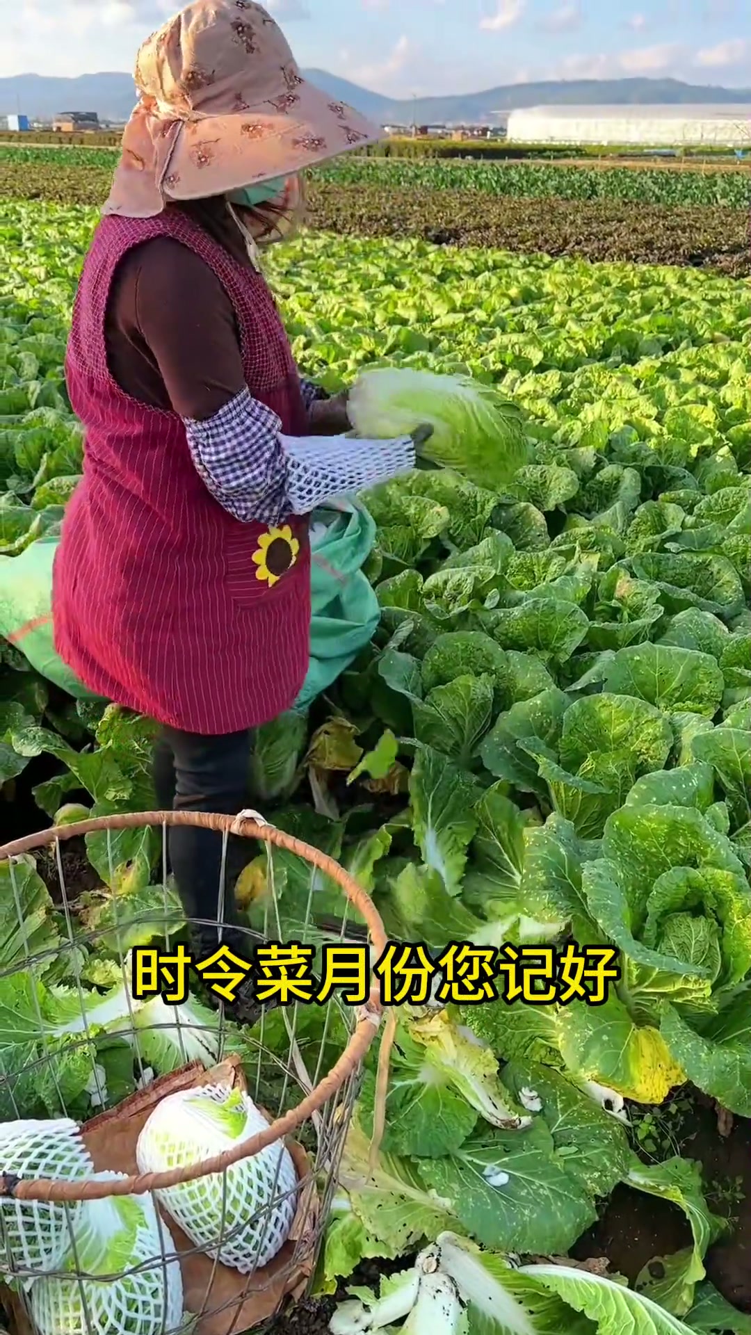 蔬菜有时令，你都知道吗？