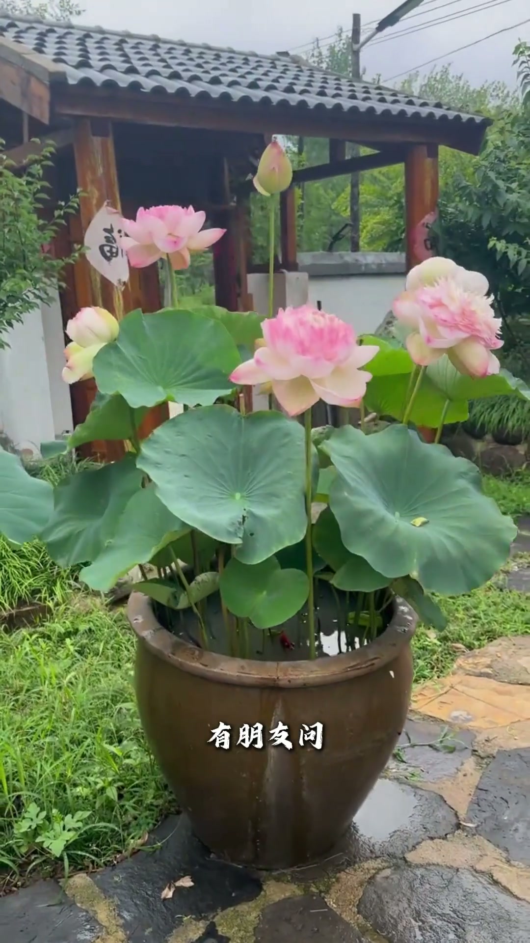 中式庭院里面放口缸有何深意？
