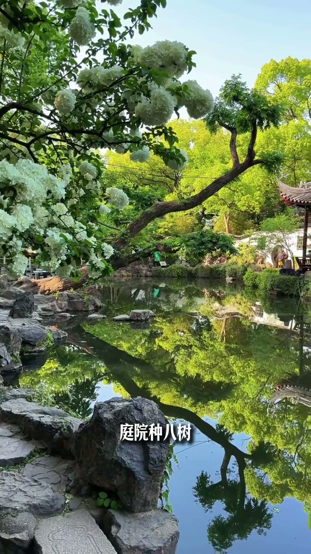 适合庭院种的8个主景树，庭院装修必备