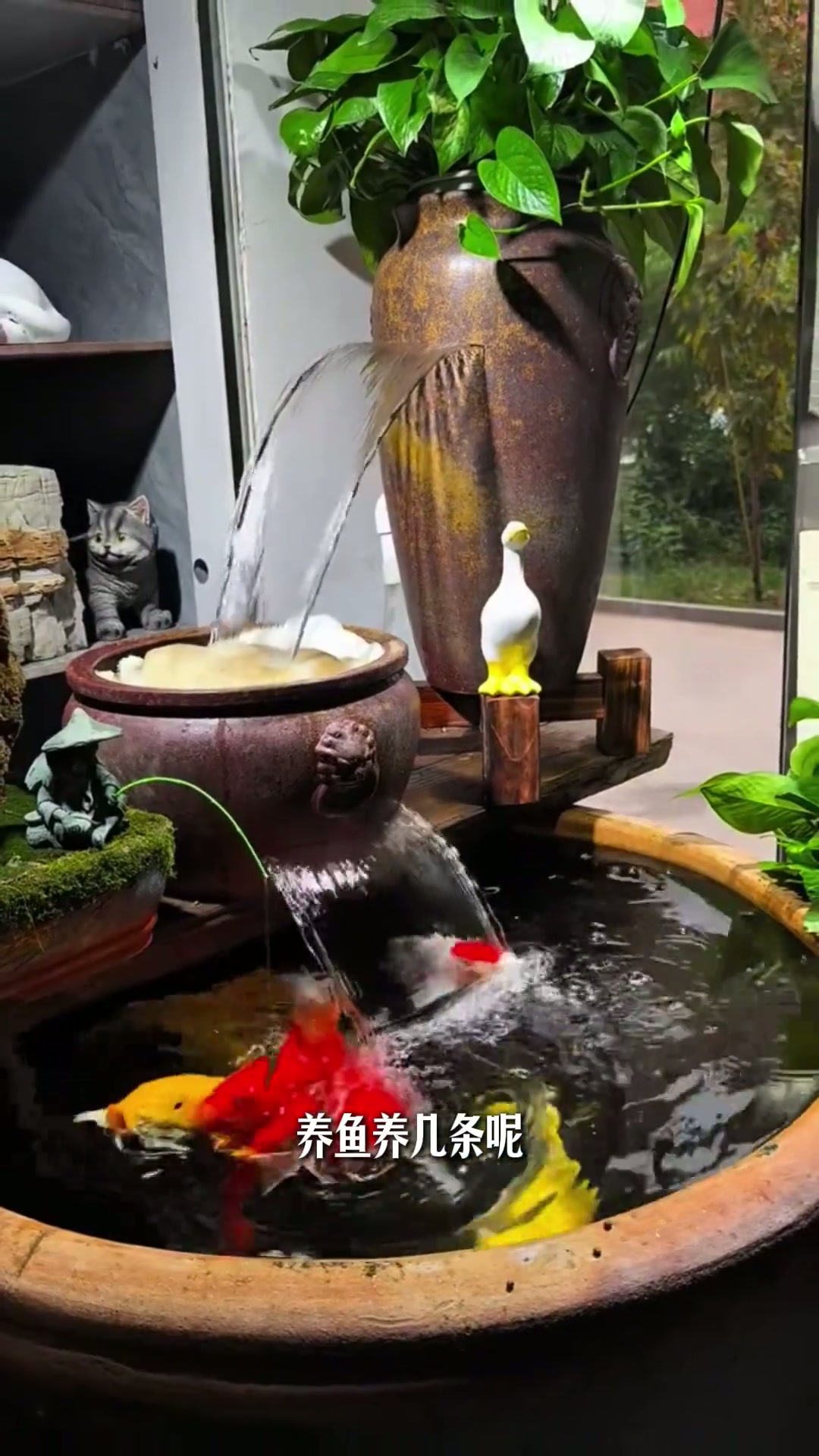 庭院里面的鱼池该如何养鱼，养条鱼？一条视频说明白