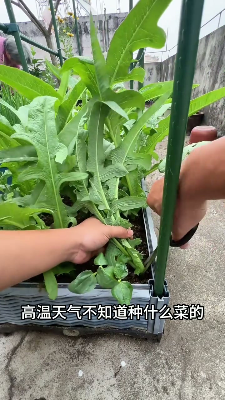 又到了种广西博白甜麦菜的好时候了， 种植简单， 插到土里浇浇