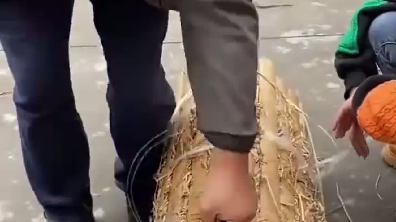 大白菜叶子凉干后也不是这个样子啊？到底是什么东西