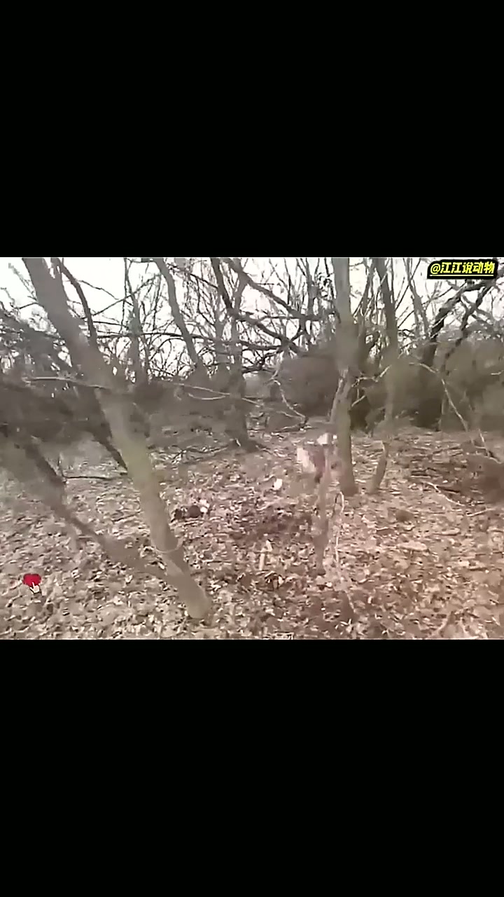 这种抓野鸡的法子太绝，老表用个破瓶子，居然轻松抓了好几只！