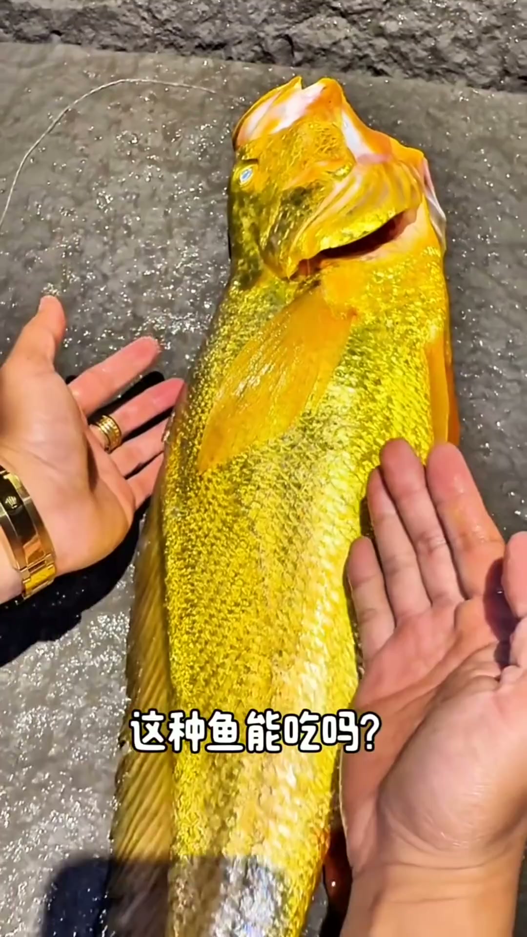 #百家流量扶持计划# 鱼也有国家保护动物，吃鱼可别吃出牢饭了