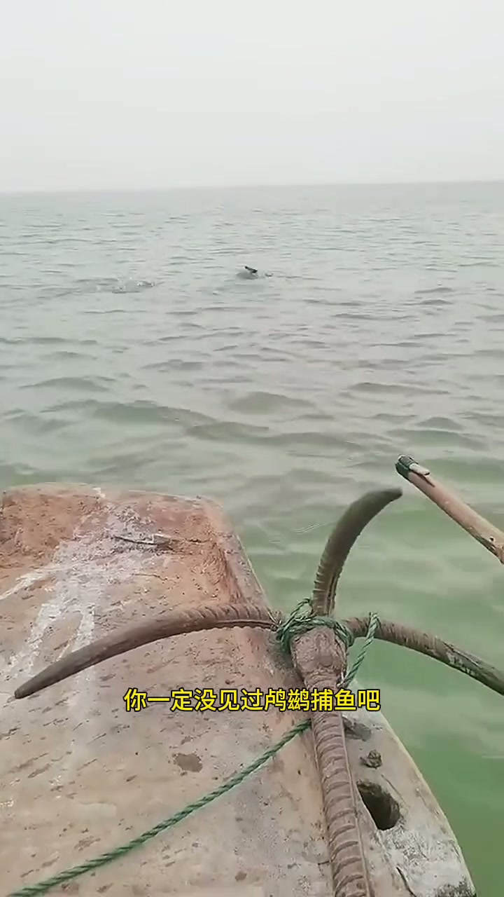 你一定没见过鸬鹚捕鱼吧！ 动物世界 鸬鹚