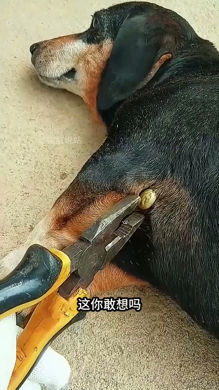 主人从狗狗身上夹出一个小肉球，这究竟是什么呢？
