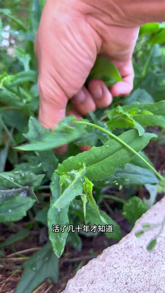 一点红,别名紫背叶、叶下红等等,
