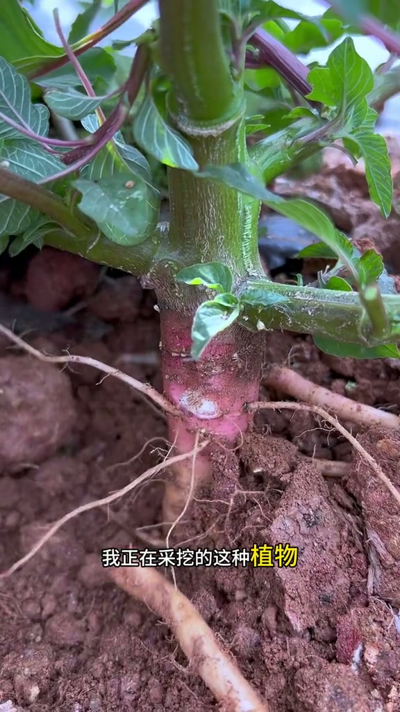 野刺苋,又叫勒苋菜,农村常见的野菜之一