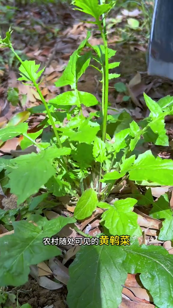 黄鹌菜,又名野芥菜,南方常见的一种野菜