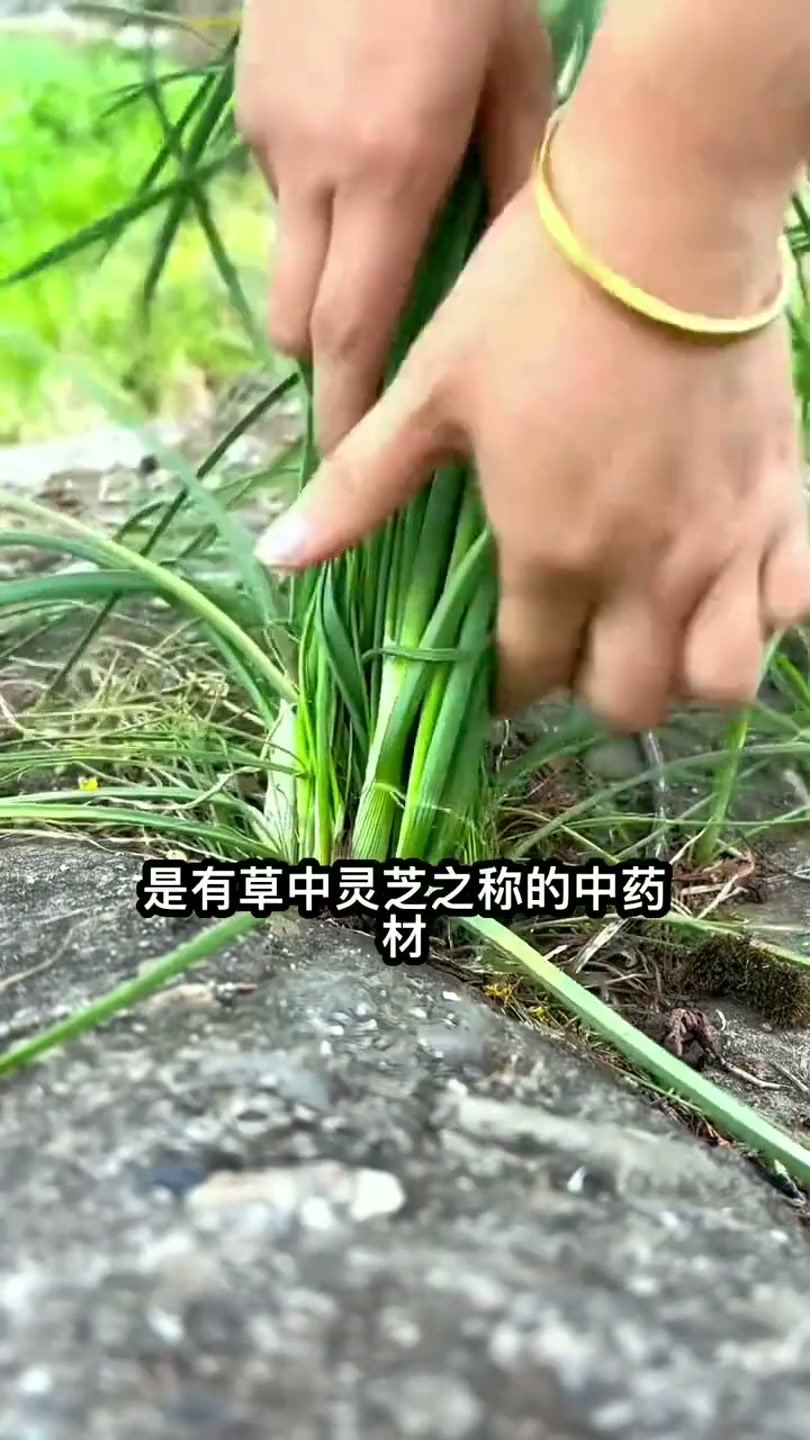 #野葱#田间#小根蒜#人称草中灵芝，中药#薤白#原来长这样。
