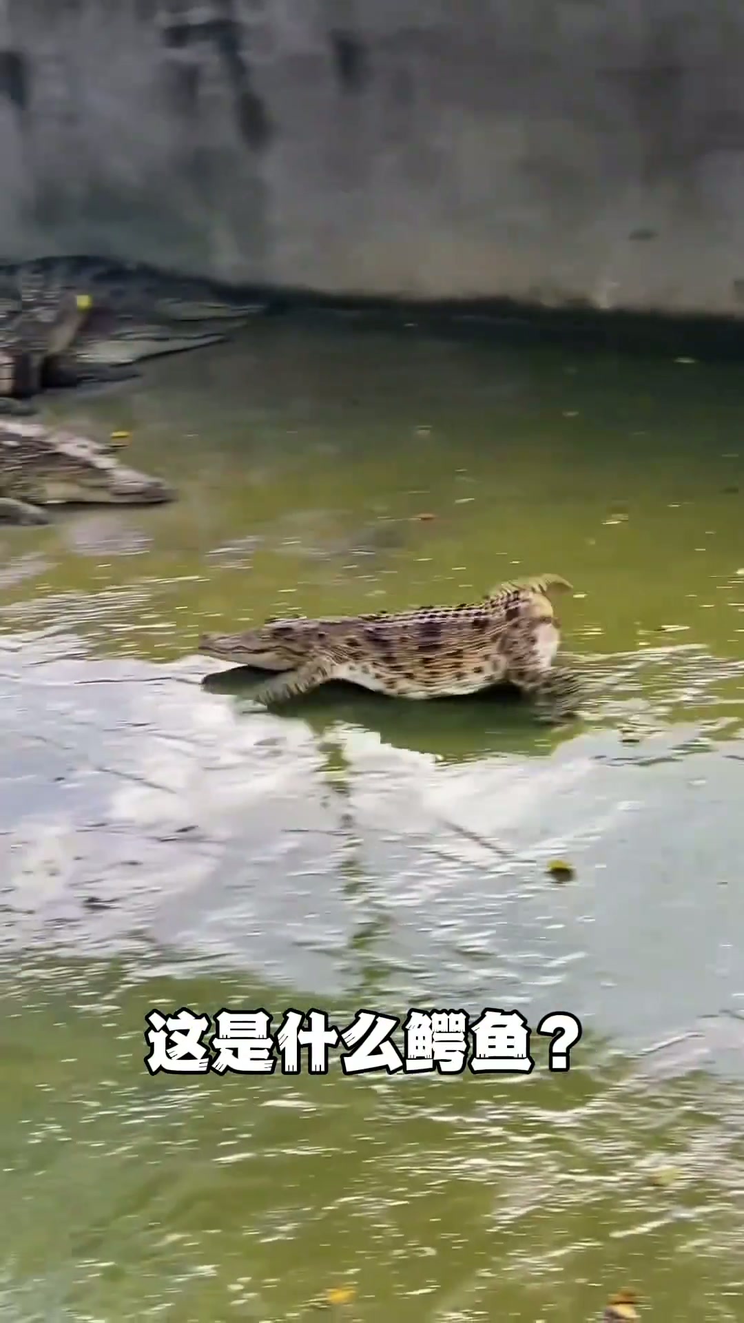带你了解不同的鳄鱼