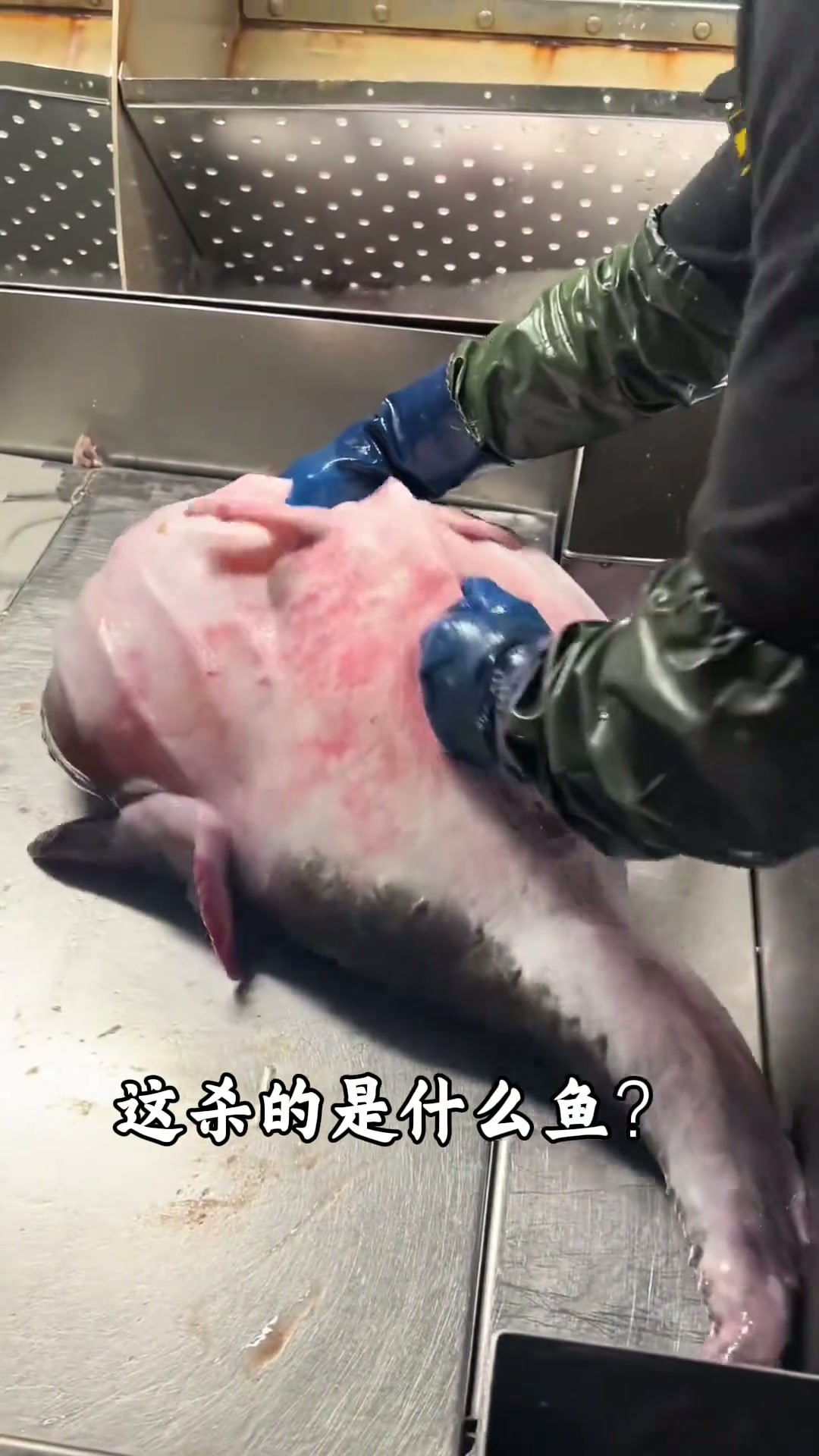 介绍一些海鱼分享给大家