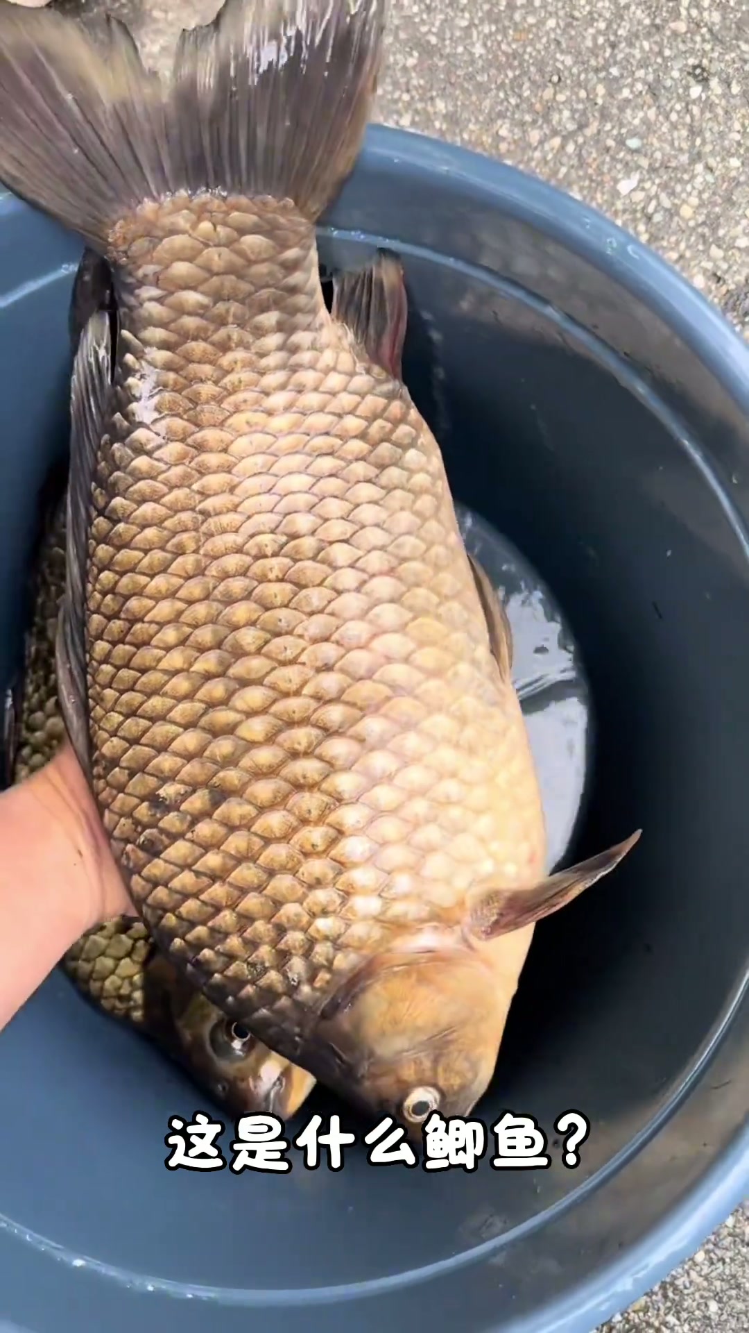 科普盘点16种不同品种的鲫鱼，来看看有没有你不认识的？