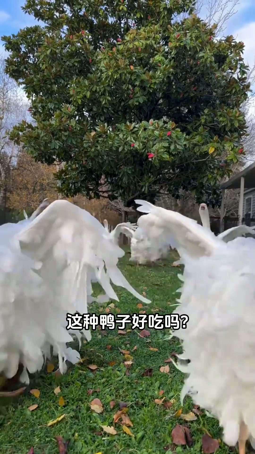 这种鸭子好吃吗？