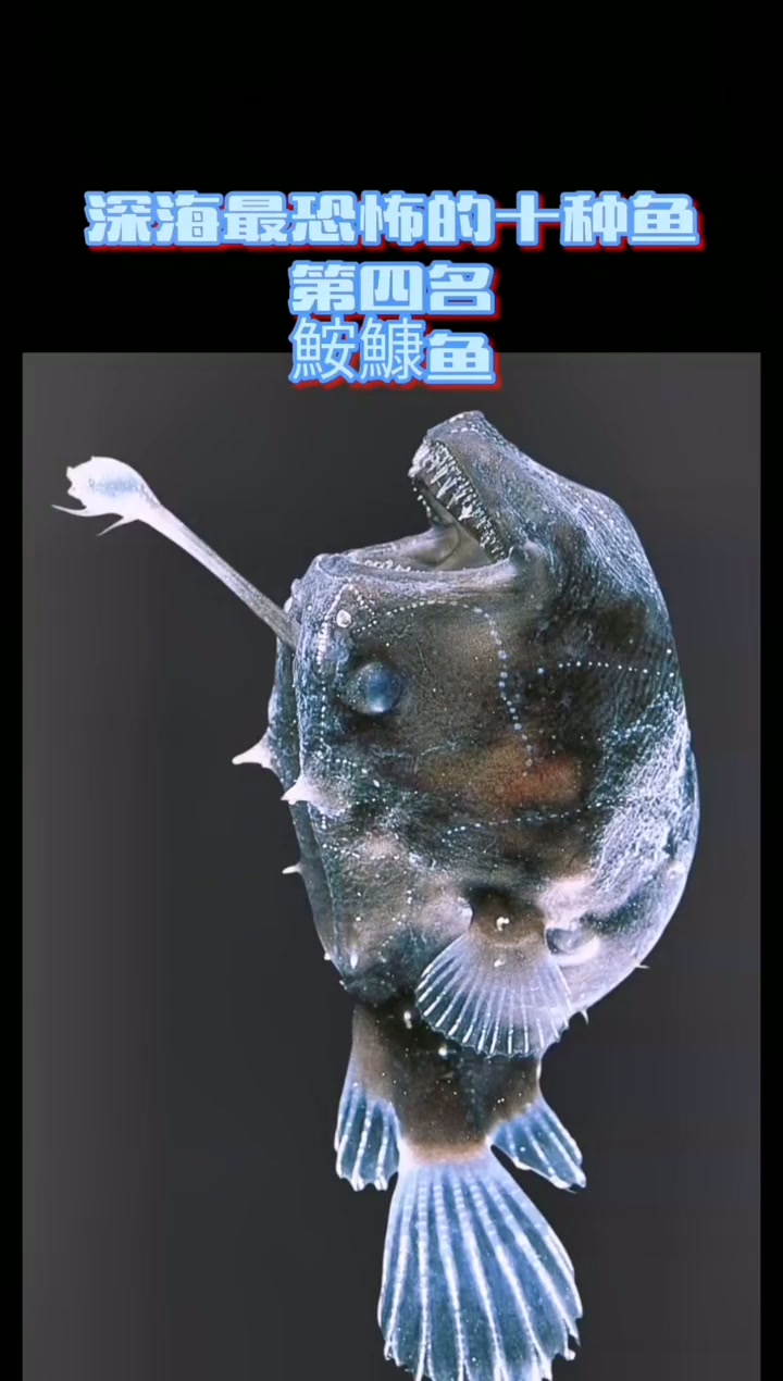 盘点深海最恐怖的十种鱼第四名
