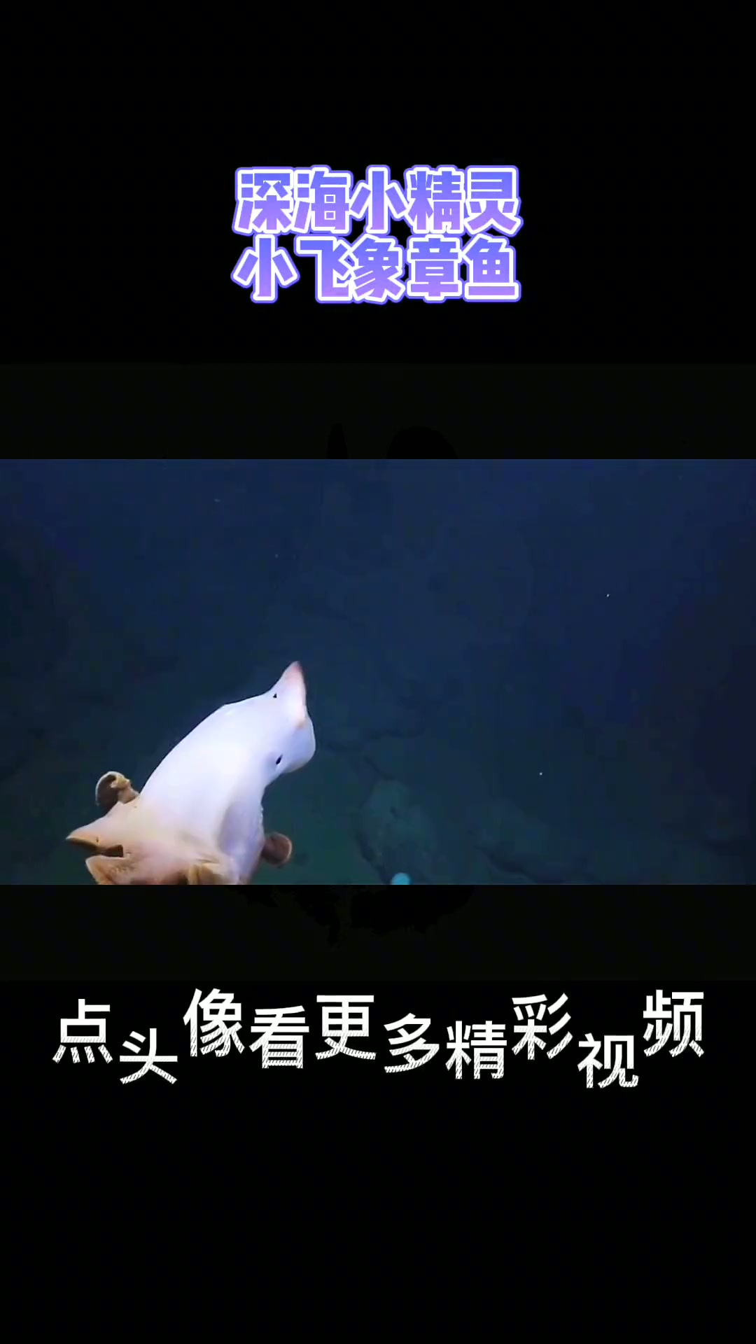 小飞象章鱼在人类面前大秀美美哒连衣裙，网友：太萌了