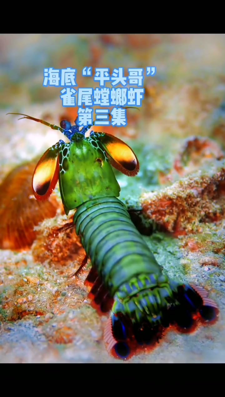 雀尾螳螂虾,海底拳王,再强都难逃进入人类饭桌的命运